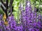 Purple salvia Violet Queen blooming