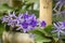 Purple Sandpaper vine  flowers