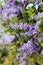 Purple sandpaper vine petrea racemosa flower full bloom in summer