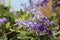 Purple sandpaper vine petrea racemosa flower full bloom in summer