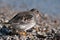 Purple Sandpiper