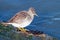 Purple Sandpiper