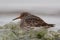 Purple Sandpiper