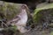 Purple Sandpiper ( Calidris maritima )