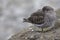 A purple sandpiper Calidris maritima resting on a cold morning at the Dutch coast.- Standing on concrete blocks in a cold and gr