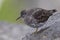 A purple sandpiper Calidris maritima resting on a cold morning at the Dutch coast.- Standing on concrete blocks in a cold and gr