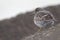 A purple sandpiper Calidris maritima resting on a cold morning at the Dutch coast.- Standing on concrete blocks in a cold and gr