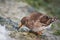 Purple sandpiper feeding on a rock during winter