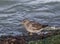 Purple Sandpiper, a small shorebird at the Barnegat Inlet, New Jersey