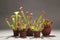 Purple sarracenia flower - carnivorous plant that traps insects