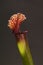 Purple sarracenia flower - carnivorous plant that traps insects