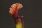 Purple sarracenia flower - carnivorous plant that traps insects