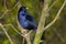 Purple Satin Bowerbird