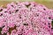 Purple saxifraga blossoms at the moss covering a stone in Longyearbyen, Norway.