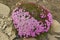 Purple saxifraga blossoms at the moss covering a stone in Longyearbyen, Spitzbergen, Norway.