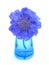 Purple scabiosa in blue vase