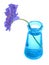 Purple scabiosa in blue vase
