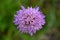 Purple Scabiosa flower Background