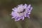 Purple Scabiosa (Pincushion Flower)