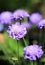 Purple scabious flower with a blurred natural background
