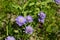 Purple scabious flowers
