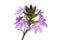 Purple scaevola flowers