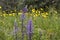 Purple scilla hyacinthoides flowers against a field of yellow wild chrysanthemums