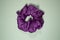 Purple Scrunchies hair band for women . Fashion trend .