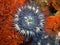 Purple Sea Anemone surrounded by Fluted Bryozoan