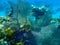 Purple sea fan or common sea fan Gorgonia ventalina undersea, Caribbean Sea, Cuba, Playa Cueva de los peces