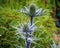 Purple sea holly flowers with a little orange bug