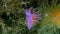 Purple sea slug or purple nudibranch (Flabellina affinis) close-up undersea, Aegean Sea