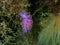 Purple sea slug or purple nudibranch (Flabellina affinis) close-up undersea, Aegean Sea