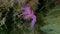 Purple sea slug or purple nudibranch (Flabellina affinis) close-up undersea, Aegean Sea