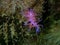 Purple sea slug or purple nudibranch (Flabellina affinis) close-up undersea, Aegean Sea