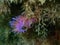 Purple sea slug or purple nudibranch (Flabellina affinis) close-up undersea, Aegean Sea, Greece, Halkidiki