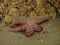 Purple Sea Star on a sandy beach at low tide