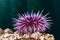 Purple sea urchin