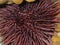 Purple sea urchin, Rock sea urchin or Stony sea urchin (Paracentrotus lividus) extreme close-up undersea