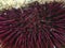 Purple sea urchin, Rock sea urchin or Stony sea urchin (Paracentrotus lividus) extreme close-up undersea