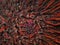 Purple sea urchin, Rock sea urchin or Stony sea urchin (Paracentrotus lividus) extreme close-up undersea