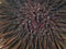 Purple sea urchin, Rock sea urchin or Stony sea urchin (Paracentrotus lividus) extreme close-up undersea