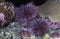 Purple Sea Urchin, strongylocentrotus purpuratus, California