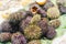 The purple sea urchin, Strongylocentrotus purpuratus, seafood market