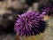 Purple sea urchins in rocky intertidal zone