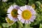 Purple seaside fleabane in a garden