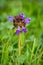 Purple Self Heal Flower on the Lawn