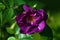 Purple semi-double shrub rose Route 66 breed by Carruth, USA