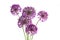 Purple Sensation Allium