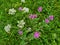 Purple shaggy flowers of centaurea jacea, brown knapweed on a meadow.